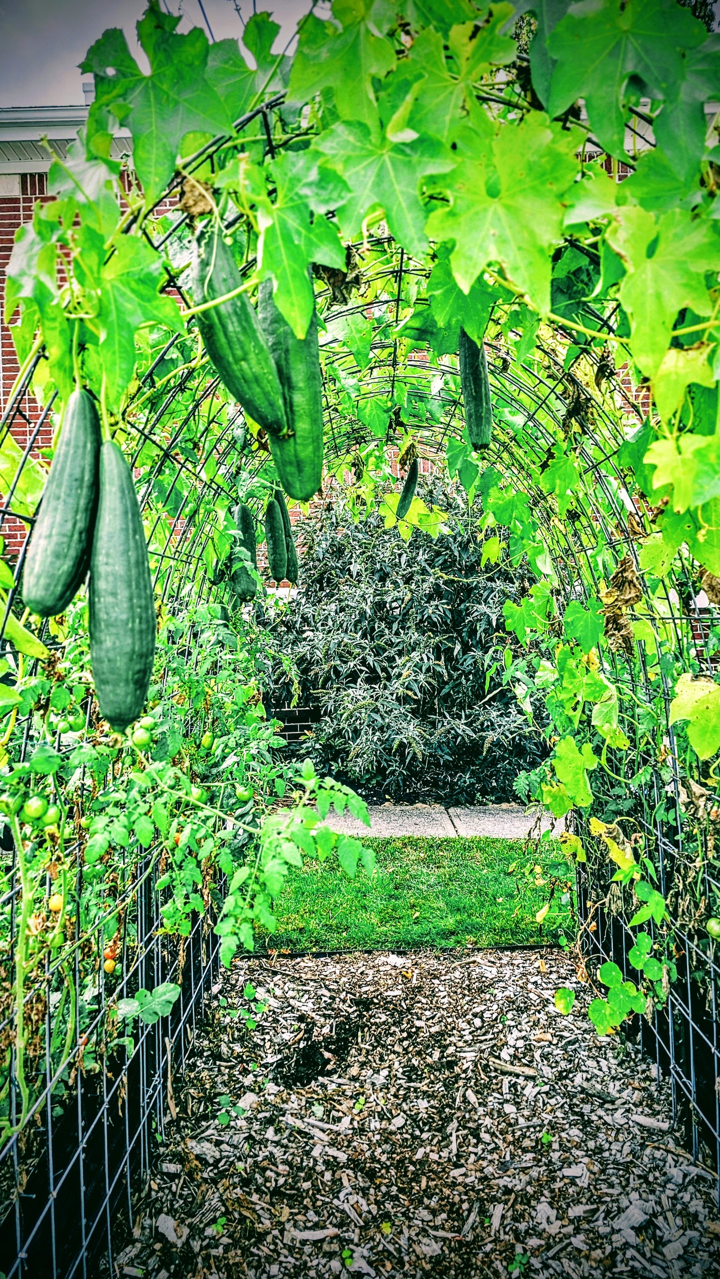 Organic Loofah