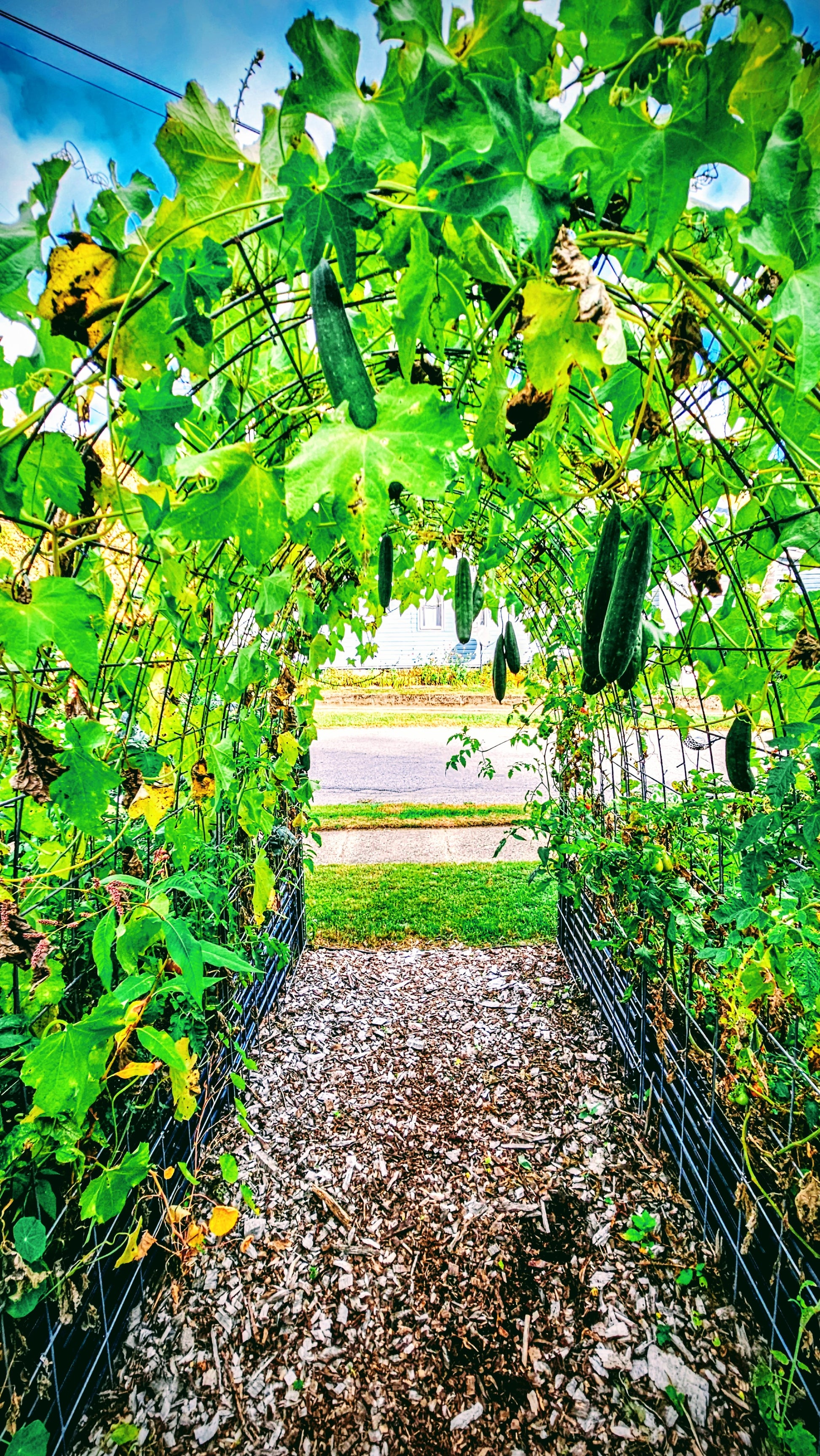loofah plant trellis Organic Loofah – The Wild Side of the Moon